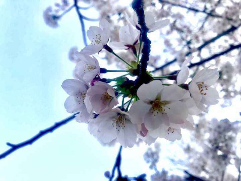 春天开的花有哪些「春天开的花有哪些 常见」